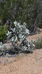 Eriodictyon tomentosum
