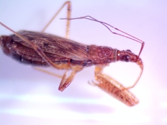 Nabis rufusculus