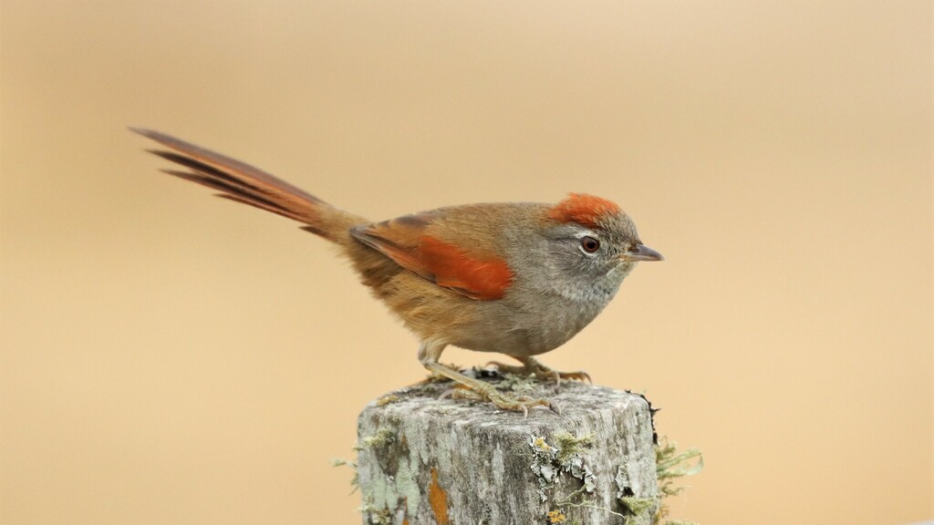 Sooty-Fronted Spinetail