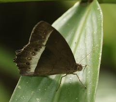 Taygetis sylvia