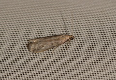 Ephestia elutella