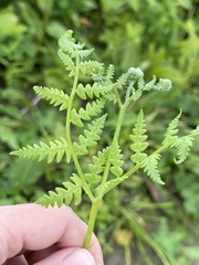 Pteridium latiusculum