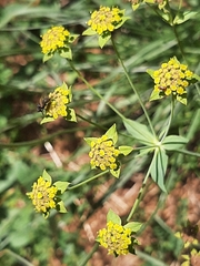 Bupleurum ranunculoides