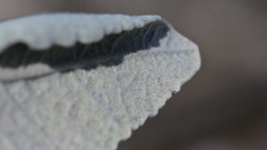 Eriodictyon tomentosum