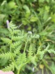 Pteridium latiusculum