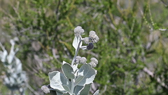Eriodictyon tomentosum