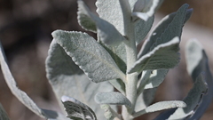 Eriodictyon tomentosum