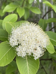 Viburnum cassinoides image