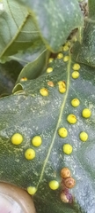 Janetia cerris
