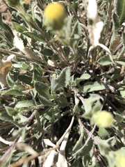 Xanthisma grindelioides