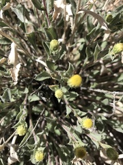 Xanthisma grindelioides