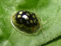 Plagiometriona microcera