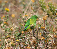 Psilopsiagon aurifrons