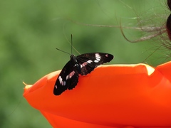 Limenitis sydyi