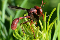 Physocephala burgessi