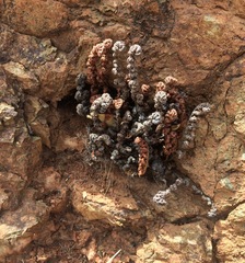 Myriopteris covillei