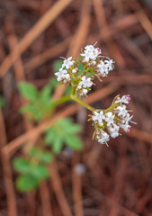 Valeriana deltoidea