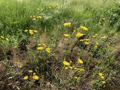 Hieracium umbellatum