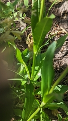 Penstemon rydbergii aggregatus