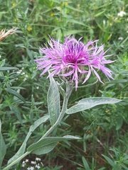 Centaurea uniflora