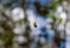 Neoscona orizabensis