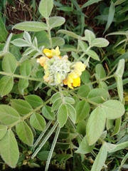 Senna hirsuta