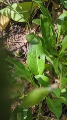 Penstemon rydbergii aggregatus
