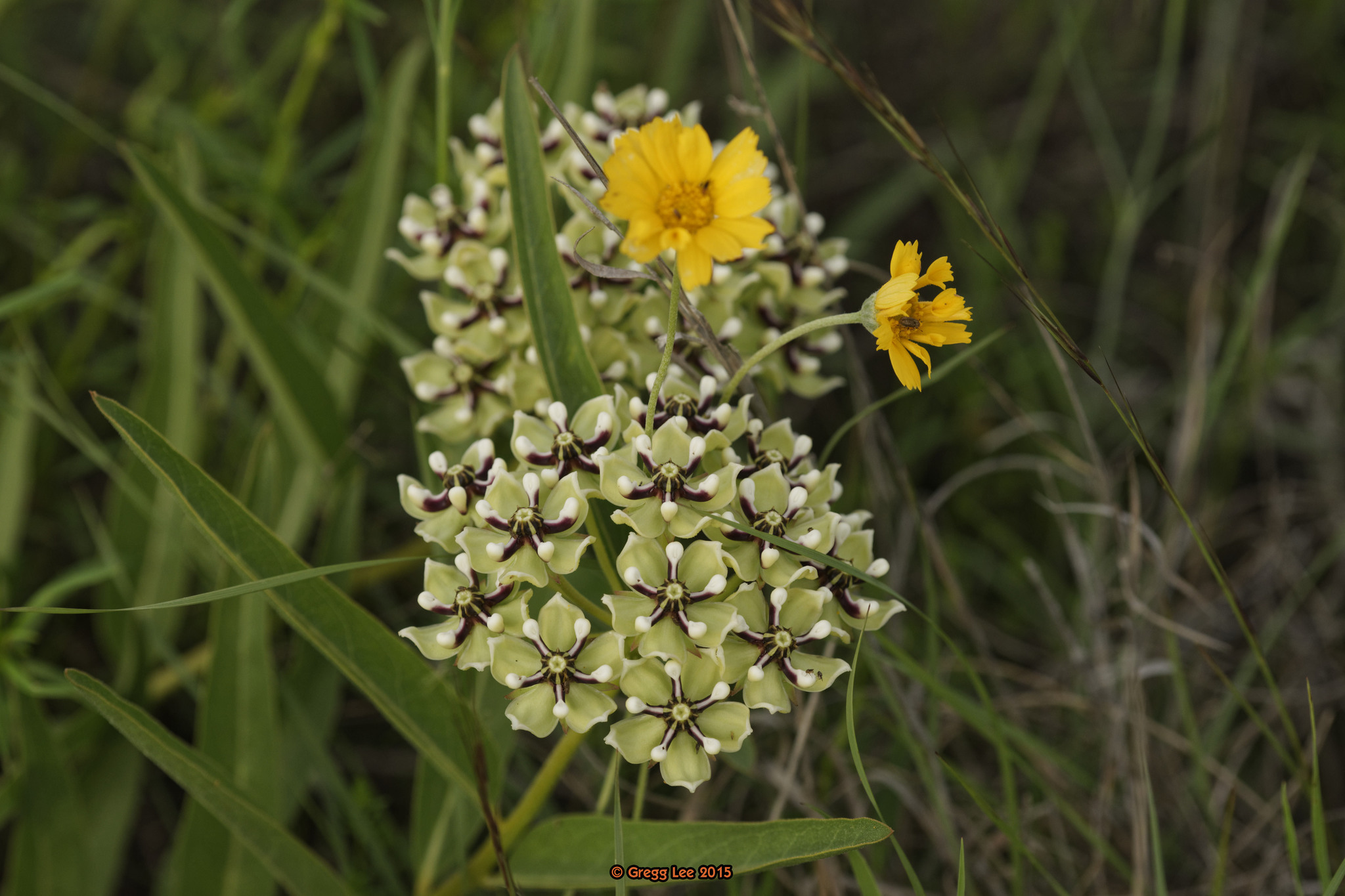 Asclepias asperula ssp. capricornu
