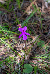 Pinguicula oblongiloba
