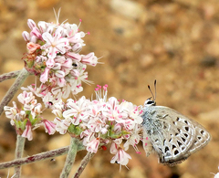Eriogonum kennedyi