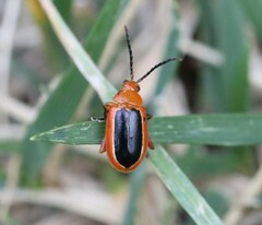 Disonycha discoidea