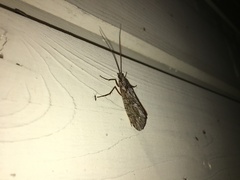 Phryganea bipunctata