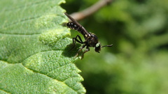 Cerotainia macrocera