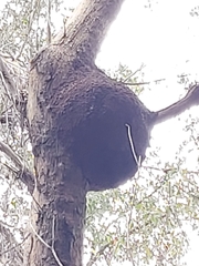 Nasutitermes walkeri