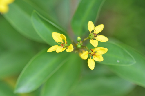 Galphimia gracilis