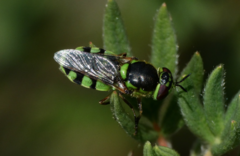 Odontomyia cincta