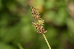 Carex aggregata