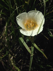 Calochortus subalpinus