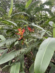 Heliconia