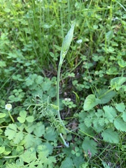 Pimpinella saxifraga
