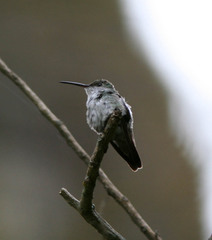 Elliotomyia viridicauda