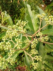 Gymnanthemum amygdalinum