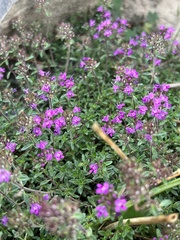 Thymus