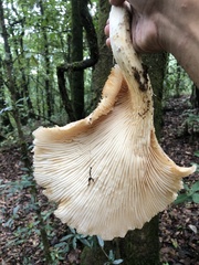 Pleurotus smithii