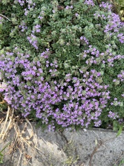 Thymus