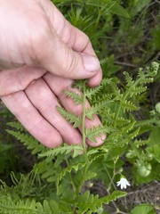 Pteridium latiusculum