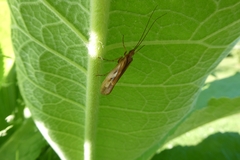 Limnephilus rhombicus