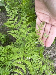 Pteridium latiusculum