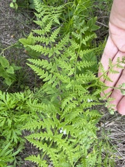 Pteridium latiusculum