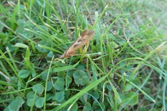 Limnephilus rhombicus